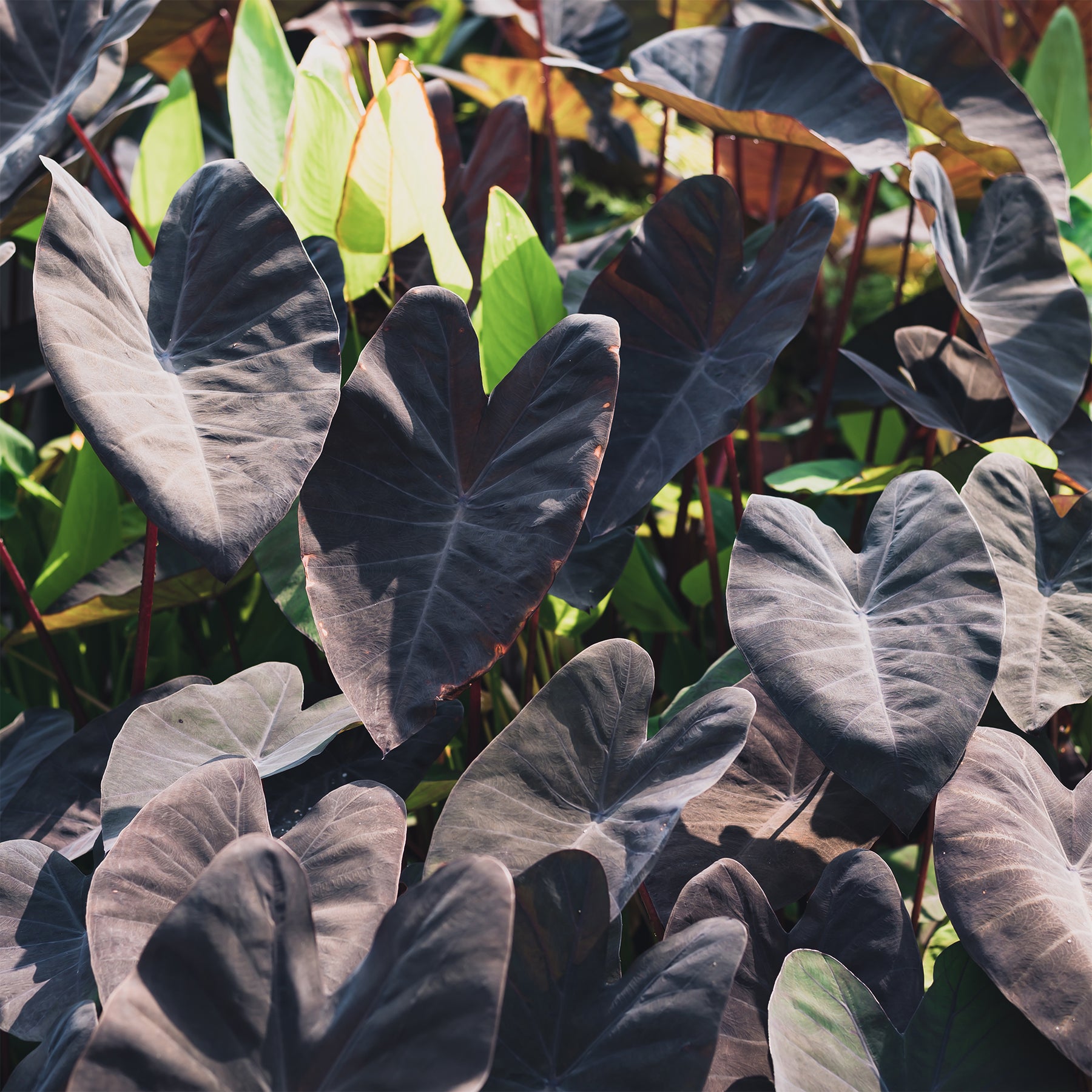 Colocasia Black Magic - Colocasia rubra Black Magic - Willemse