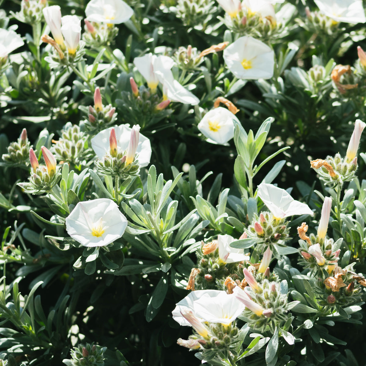 Liseron arbustif argenté - Convolvulus cneorum - Willemse