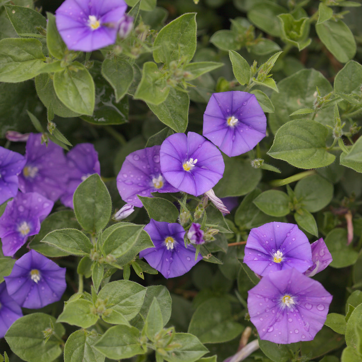 Liseron de Mauritanie New Blue® - Convolvulus sabatius New Blue ® - Willemse