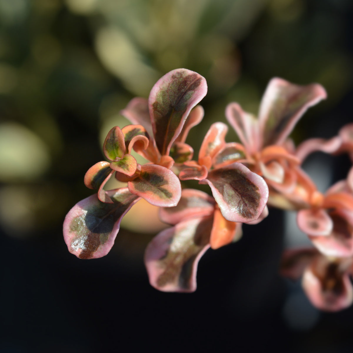 Coprosma Evening Glow ® - Willemse