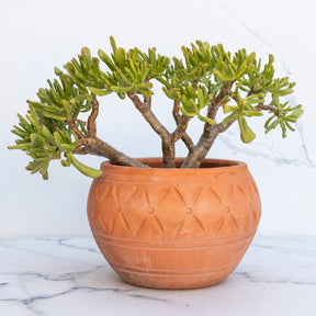 Crassula ovata Gollum - Willemse