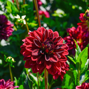 Dahlia décoratif Arabian Night - Willemse