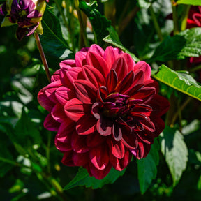 Dahlia Arabian Night - Dahlia décoratif Arabian Night - Dahlia