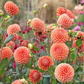 Dahlia ball Cornel Bronze - Willemse