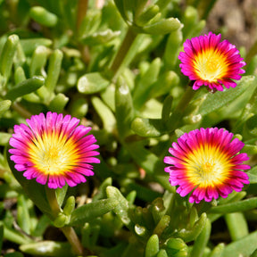 Delosperma Wheels of Wonder® Hot Pink - Delosperma Wheels of Wonder® Hot Pink - Willemse