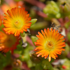 Delosperma Wheels of Wonder® Orange - Delosperma Wheels of Wonder® Orange - Willemse