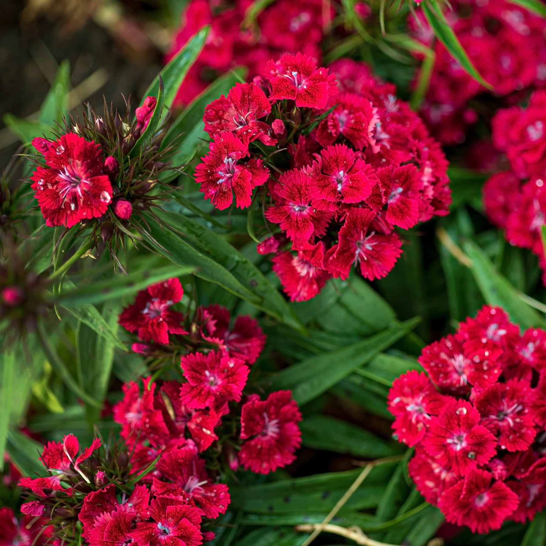 Œillet de poète Barbarini Red - Dianthus barbatus Barbarini Red - Willemse