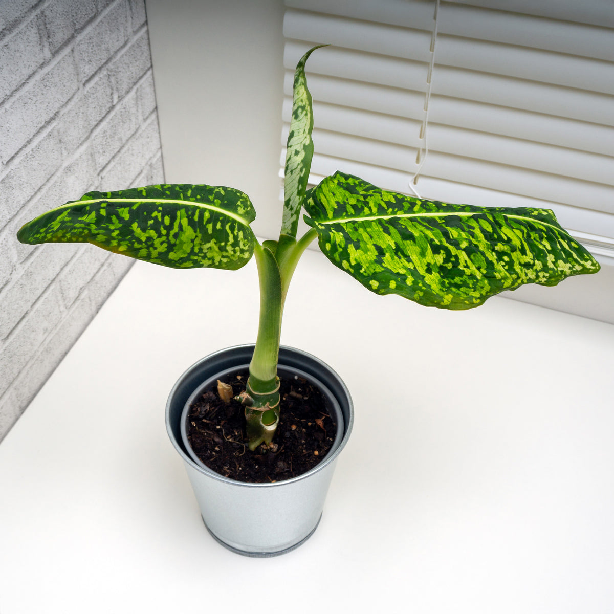 Dieffenbachia Reflector - Dieffenbachia Reflector - Willemse