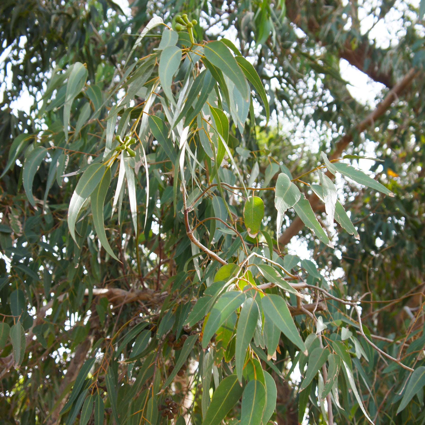 Eucalyptus citronné - Willemse