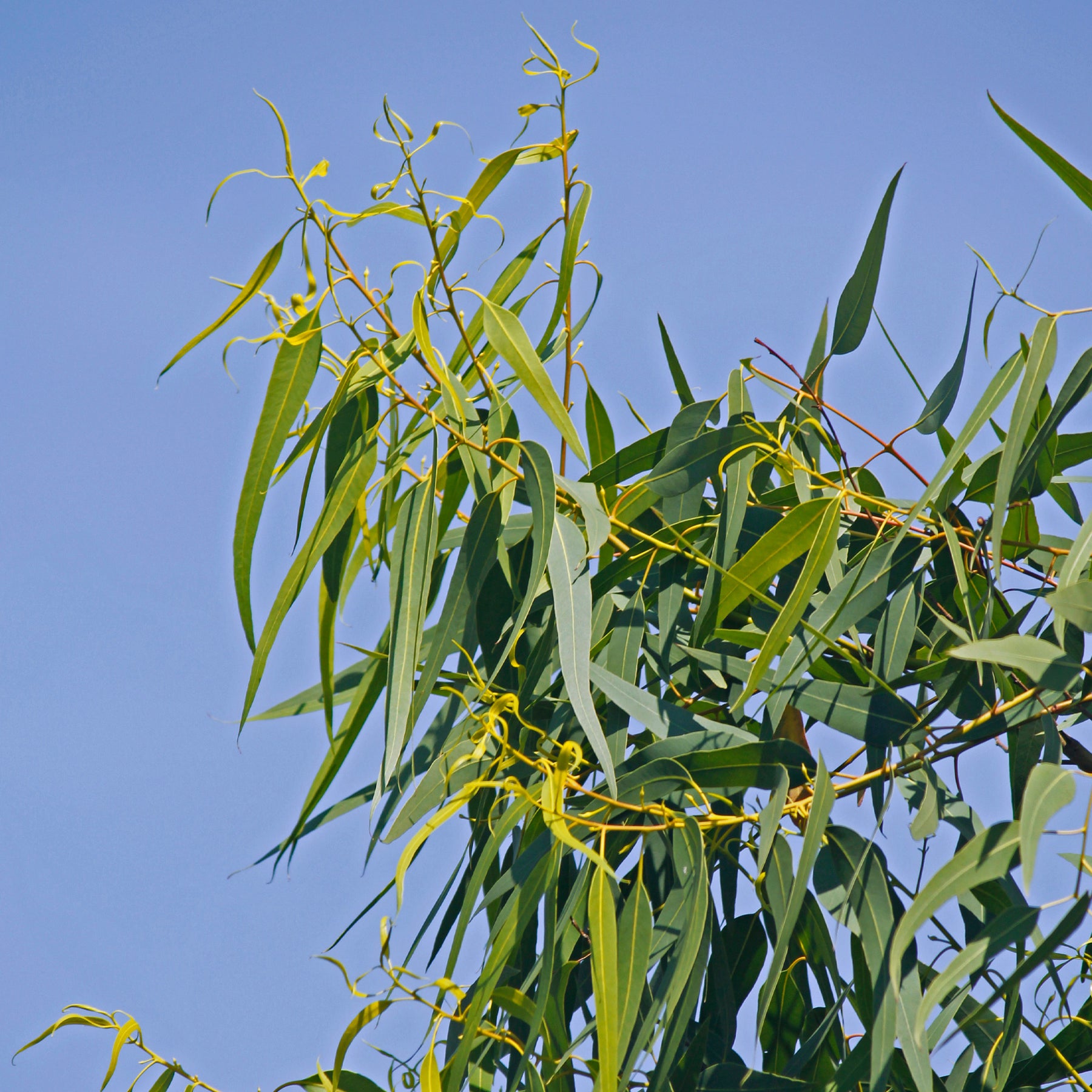 Eucalyptus citriodora - Eucalyptus citronné - Eucalyptus