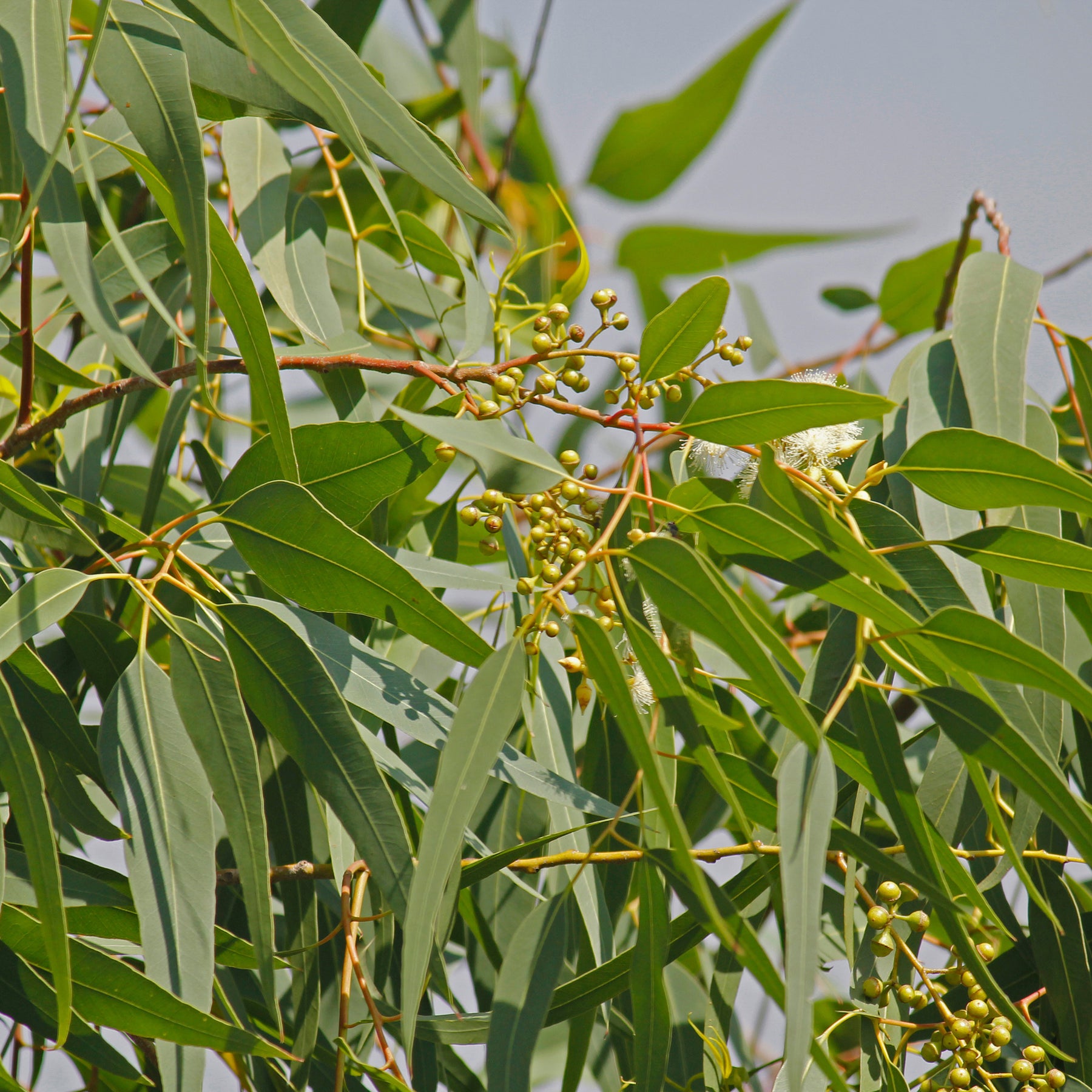 Eucalyptus citronné - Eucalyptus citriodora - Willemse