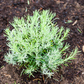 Herbe à curry Aladin - Immortelle de Corse - Willemse