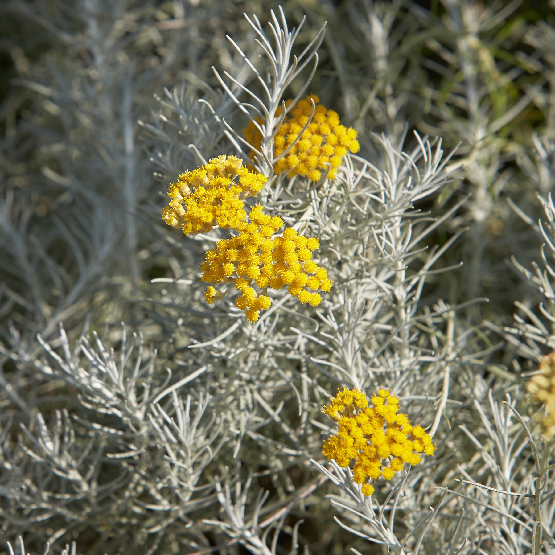 Helichrysum italicum Aladin - Herbe à curry Aladin - Immortelle de Corse - Immortelle