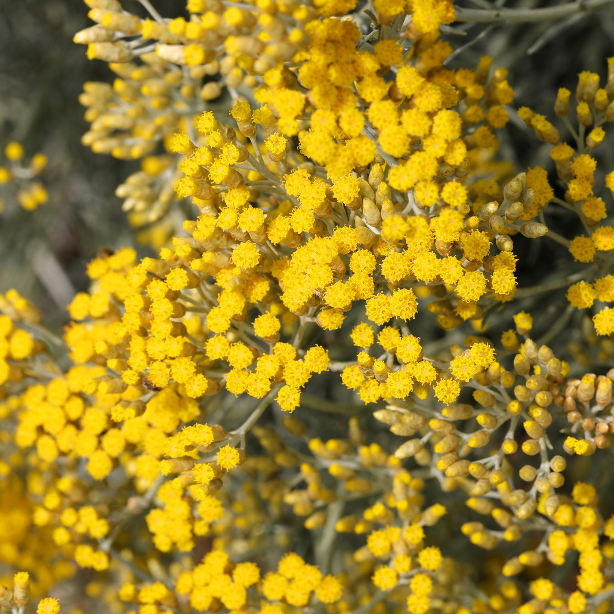 Herbe à curry Aladin - Immortelle de Corse - Helichrysum italicum Aladin - Willemse