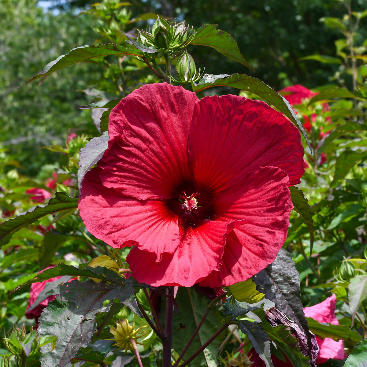 Hibiscus des marais Carrousel® Geant Red - Hibiscus moscheutos Carrousel Geant Red® - Willemse