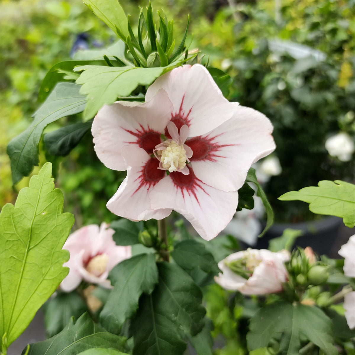 Hibiscus Hamabo - Willemse