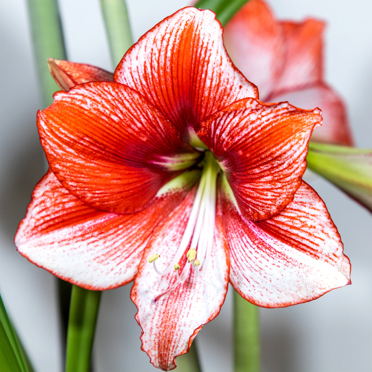 Amaryllis Showmaster - Willemse