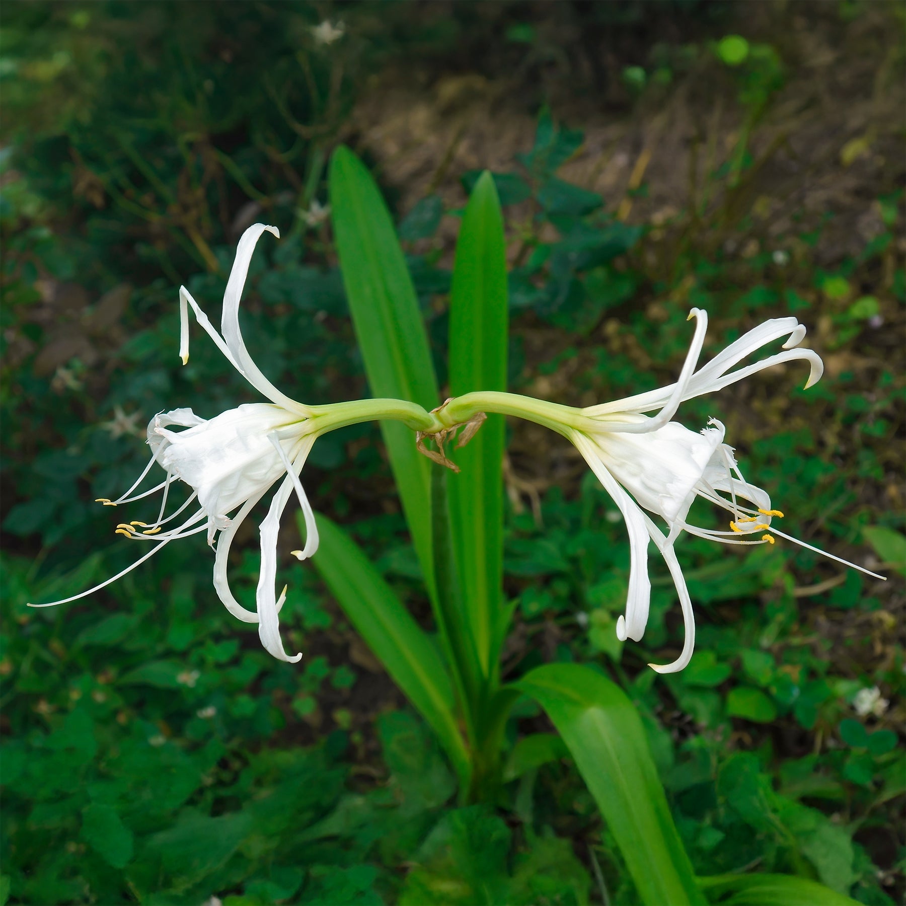 Hymenocallis x festalis - 3 Ismènes Festalis - Lis araignée - Hymenocallis