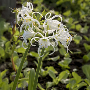 3 Ismènes Festalis - Lis araignée - Hymenocallis x festalis - Willemse