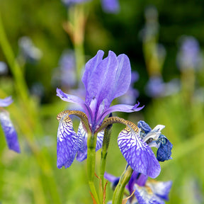 Iris de Sibérie Fran's Gold ® - Iris siberica Fran's Gold ® - Willemse