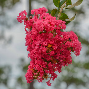 Lilas des Indes Dynamite - Lagerstroemia indica Dynamite - Willemse