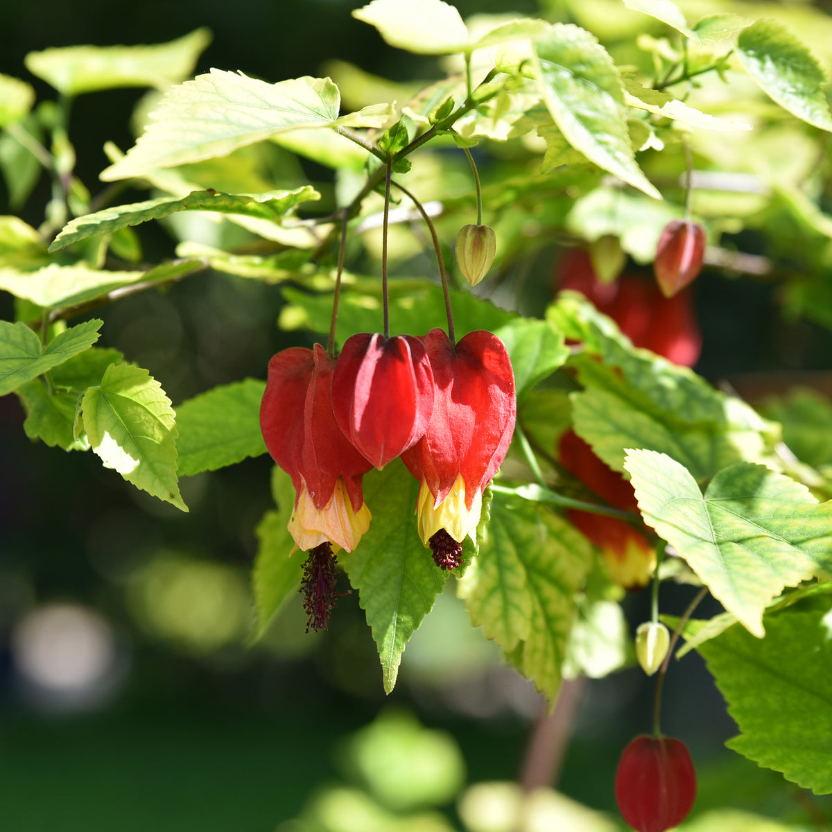 Lanterne chinoise - Abutilon megapotamicum - Willemse