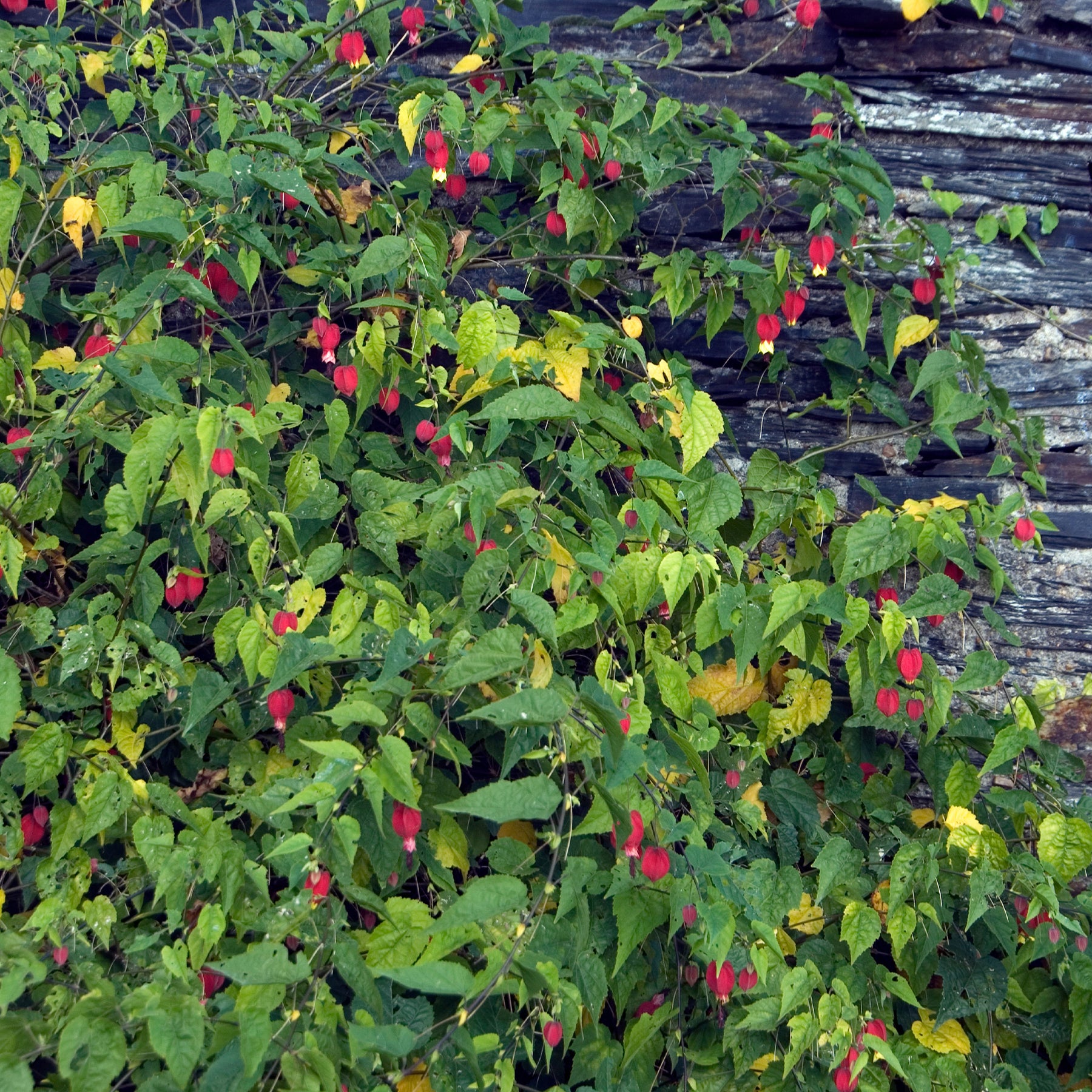 Arbustes à fleurs - Lanterne chinoise - Abutilon megapotamicum