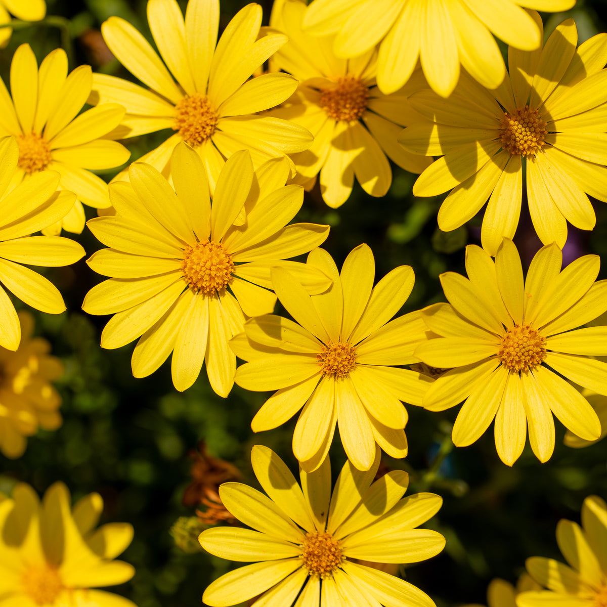 Marguerite du Cap jaune - Oestospermum - Willemse