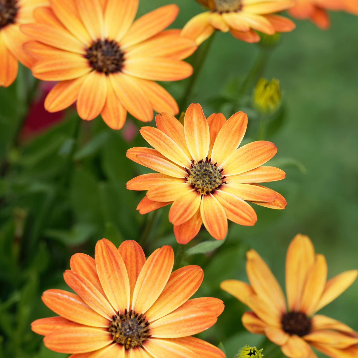 Marguerite du Cap orange - Oestospermum - Osteospermum orange - Willemse