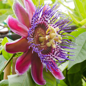 Grenadille sauvage - Passiflora alata - Willemse