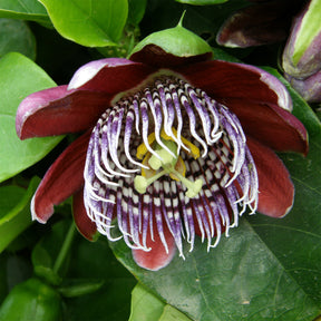 Vente Grenadille sauvage - Passiflora alata