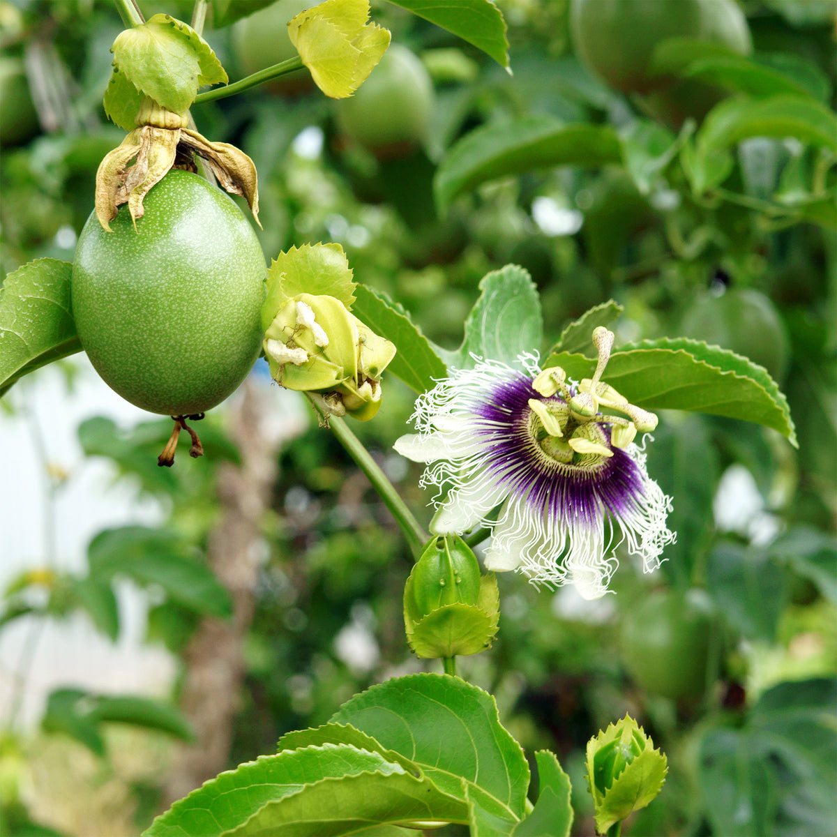 Fruit de la passion - Grenadille - Passiflora edulis - Willemse