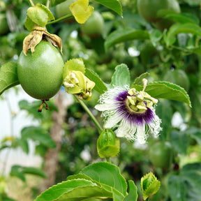 Fruit de la passion - Grenadille - Passiflora edulis - Willemse