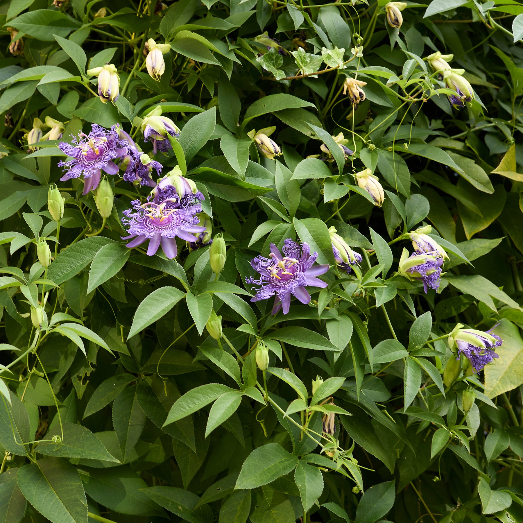 Passiflore officinale - Passiflora incarnata - Willemse