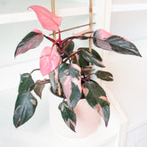 Philodendron Pink Princess - Willemse