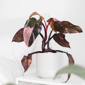 Philodendron Pink Princess - Philodendron Pink Princess - Philodendron