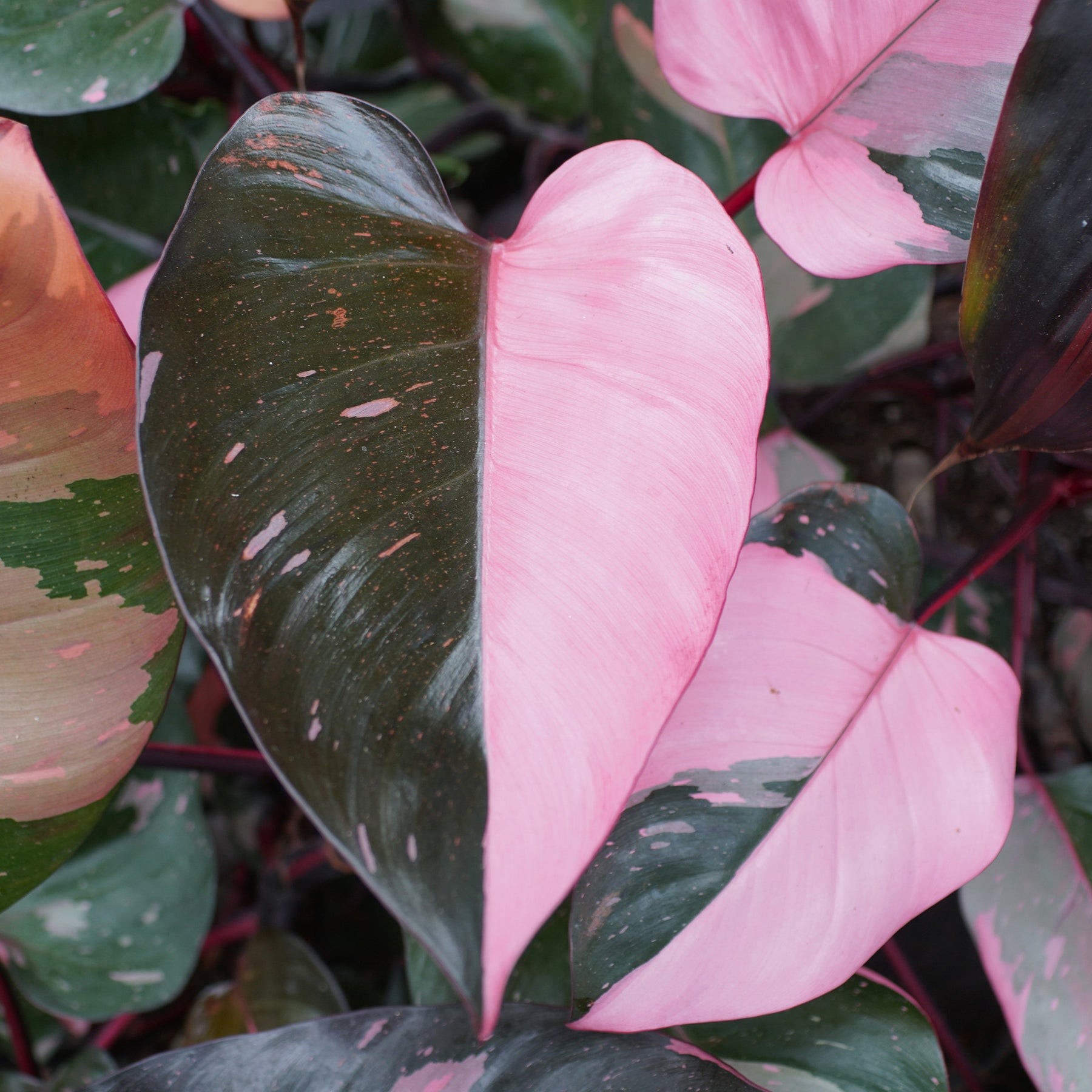 Philodendron Pink Princess - Philodendron Pink Princess - Willemse