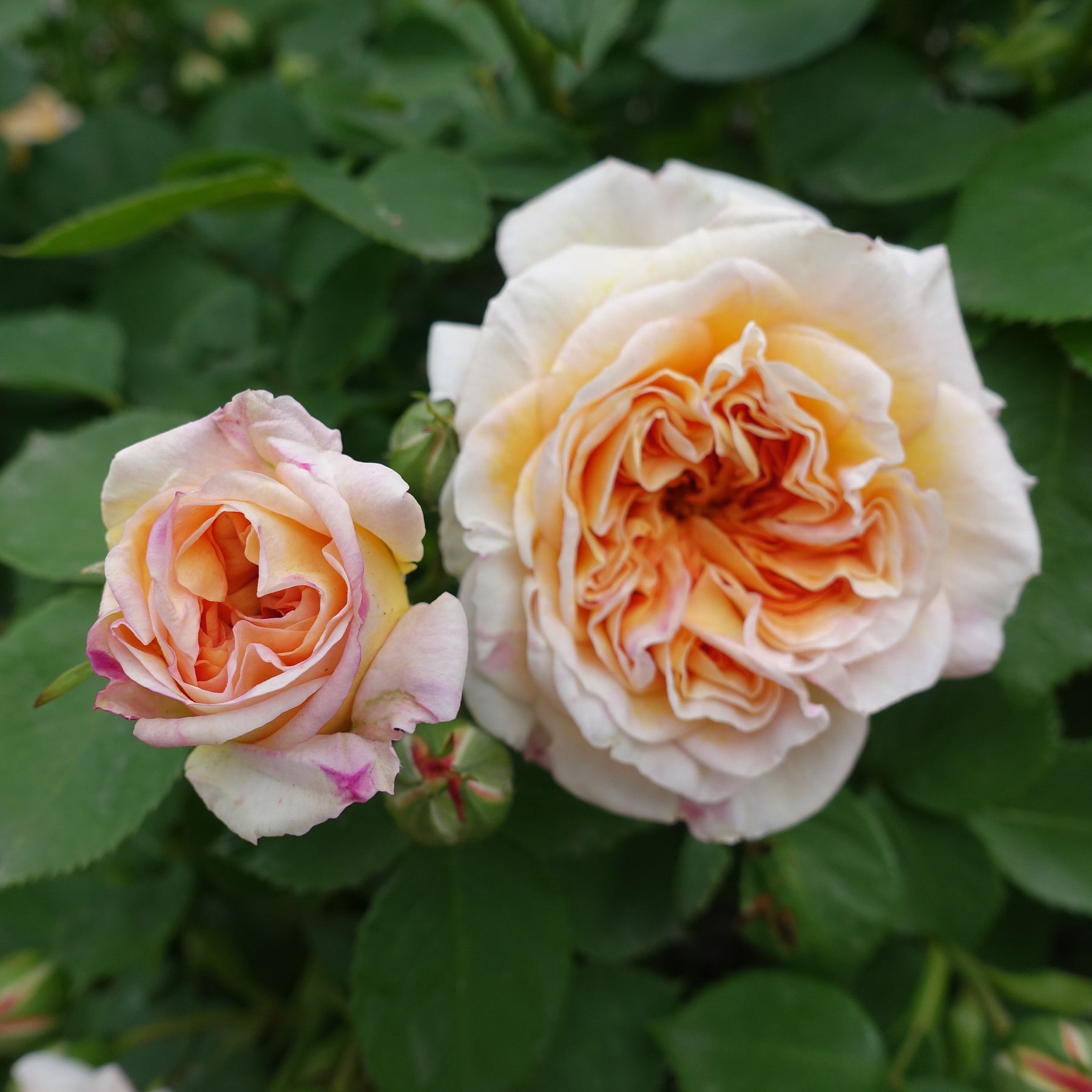 Rosa Bathsheba® Auschimbley - Rosier anglais grimpant Bathsheba® Auschimbley - Rosiers grimpants