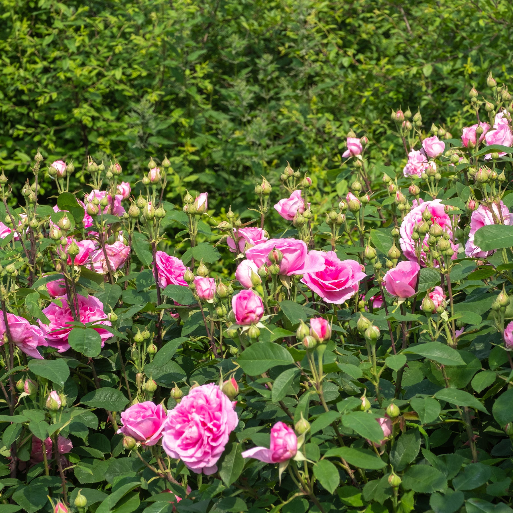 Rosa Gertrude Jekyll® Ausbord - Rosier anglais grimpant Gertrude Jekyll® Ausbord - Rosiers grimpants