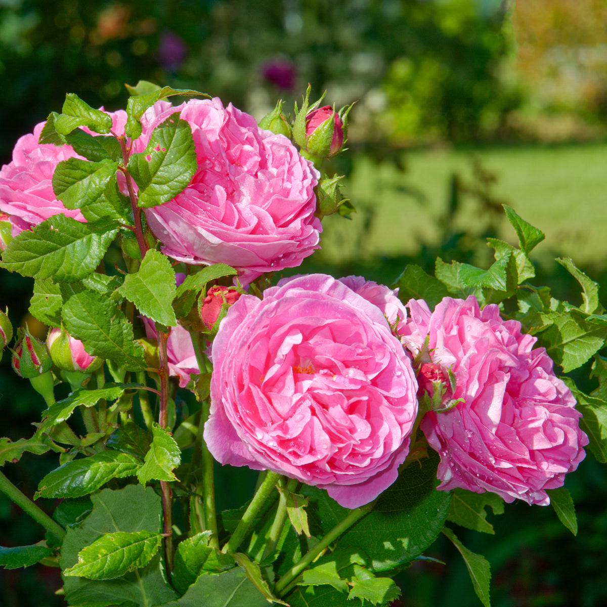 Rosier Bourbon Louise Odier - Rosa Louise Odier - Willemse