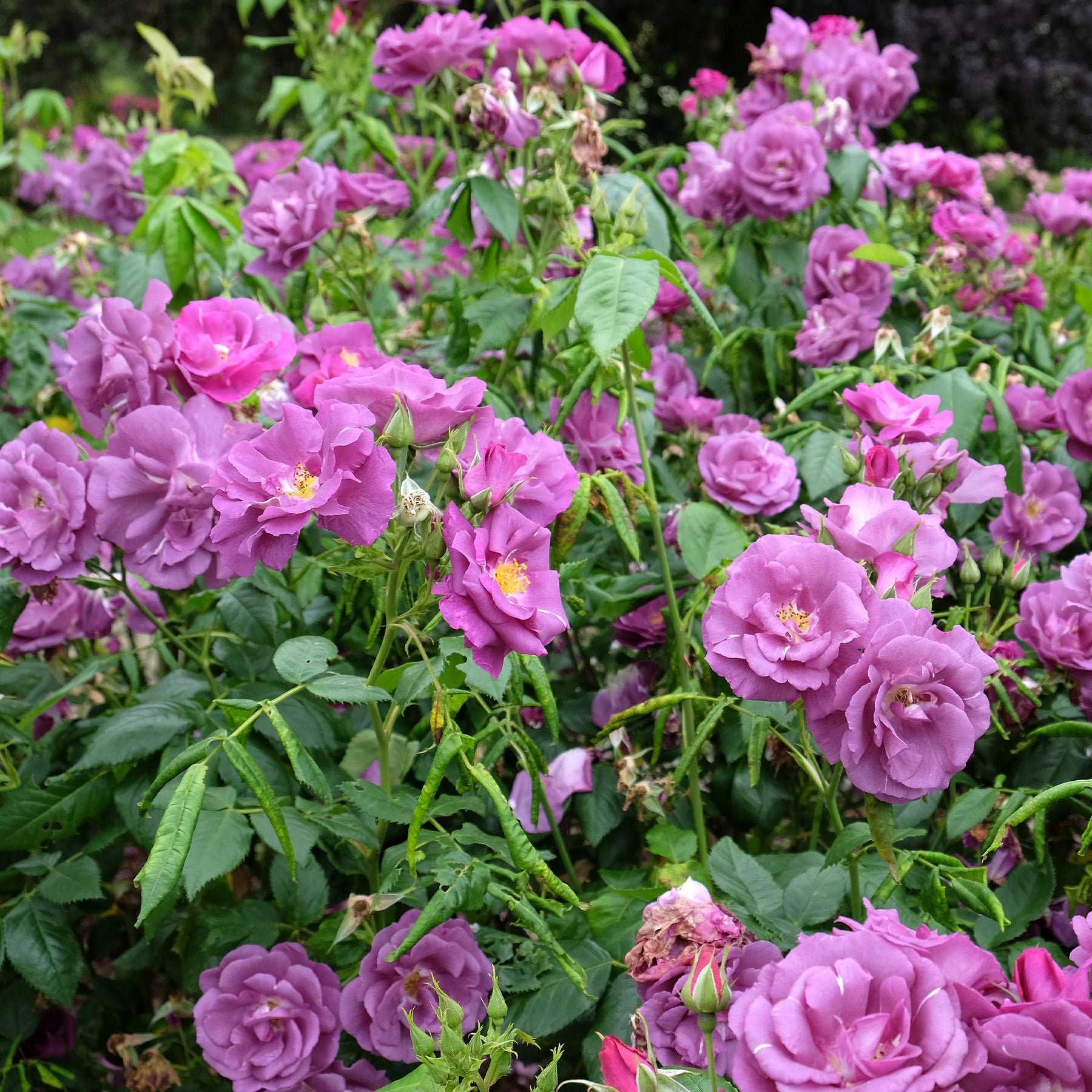 Rosier buisson Rhapsody in Blue® Frantasia - Rosa Rhapsody in Blue® Frantasia - Willemse