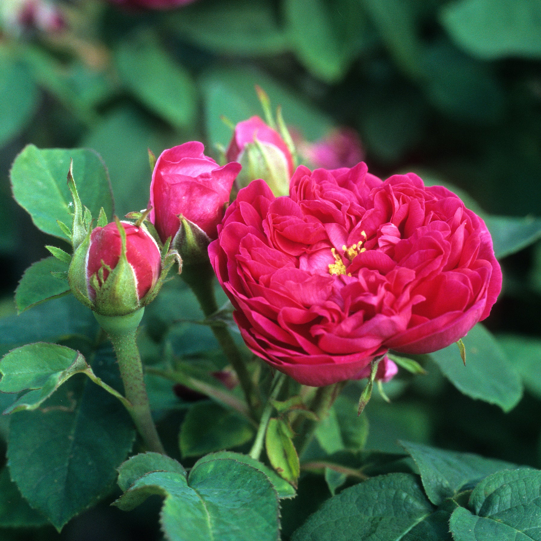 Rosier ancien Rose de Rescht - Rosa Rose de Rescht - Willemse