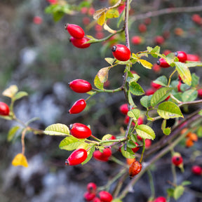 Eglantier odorant /  Rosa rubiginosa - Willemse