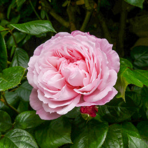 Rosier anglais grimpant The Generous Gardener® Ausdrawn - Rosa The Generous Gardener® Ausdrawn - Willemse