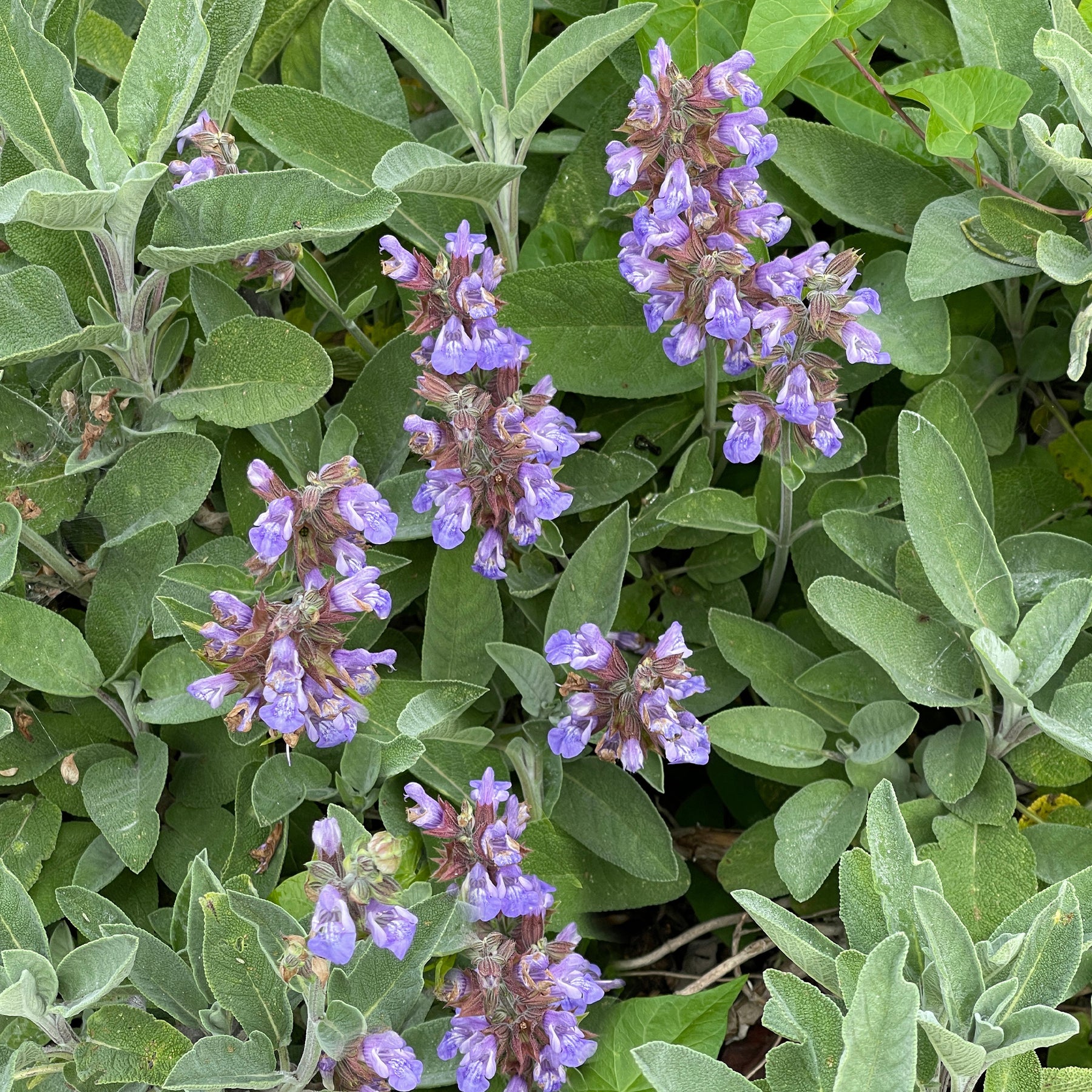 Salvia officinalis - Sauge officinale - Sauges