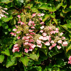 Hortensia grimpant du Japon Roseum - Schizophragma - Willemse