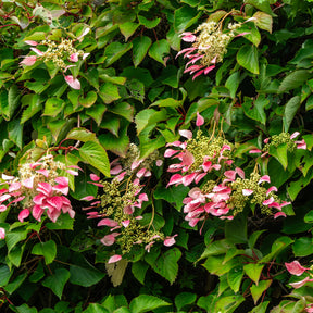 Schizophragma hydrangeoides Roseum - Hortensia grimpant du Japon Roseum - Schizophragma - Hortensias grimpants