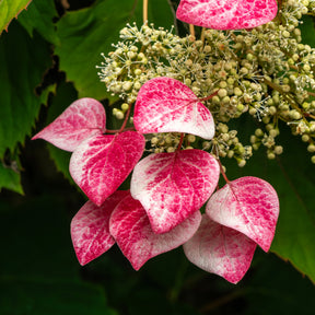 Hortensia grimpant du Japon Roseum - Schizophragma - Schizophragma hydrangeoides Roseum - Willemse