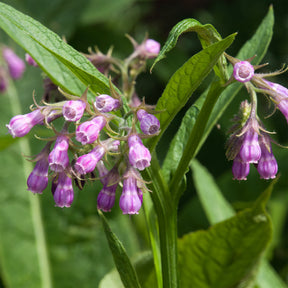 Symphytum officinale - Consoude officinale - Consoude