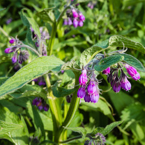 Consoude officinale - Symphytum officinale - Willemse